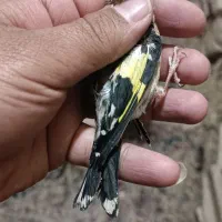 جوجه سهره چهار گل رسمی ودورگ کرمونی لپ سفید