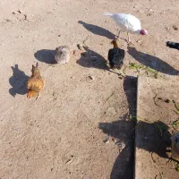 مرغ خانگی اعلا|حیوانات مزرعه|کاشمر, |دیوار