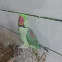 شاه طوطی نر