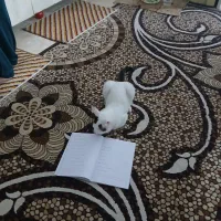 واگذاری گربه سفید بانام(برفی)