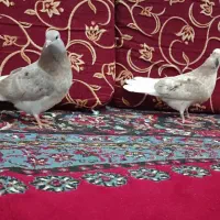 کوهی دم سفید