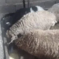 بره نر|حیوانات مزرعه|عباس‌آباد, |دیوار