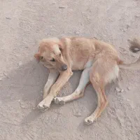 واگذاری سگ ماده جوان