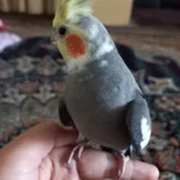 عروس هلندی اهلی