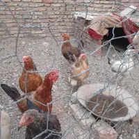 مرغ