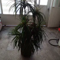 نخل تزیینی شیک خاص قیمت علی زدم