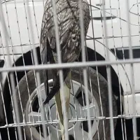 گمشده عروس هلندی