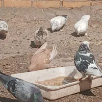 کبوتر یه جا به قیمت