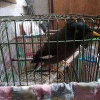 مرغ مینا سخنگو