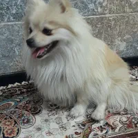 سگ پامر|سگ|نجف‌آباد, یزدانشهر|دیوار