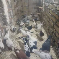 ۳۰ عدد کفتر بوم|پرنده|مشهد, نوید|دیوار