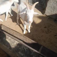 بزغاله نر سانن