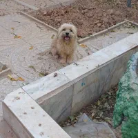 سگ پاکوتاه|سگ|اسفراین, |دیوار