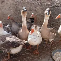 غاز