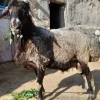 قوچ قره چال مناسب نسل کشی