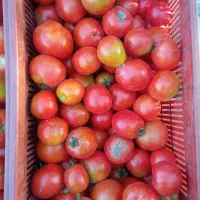 گوجه فرنگی مخصوص رب به شرط ازبذر خاص و مرغوب ترین|خوردنی و آشامیدنی|بوکان, |دیوار