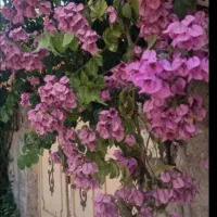 خانه ویلایی ۶۱۰ متری ۲ خوابه سراوان قاضیان دهبنه|فروش خانه و ویلا|سنگر, |دیوار