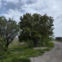 زمین با کاربری مسکونی/سند تک برگ آماده انتقال