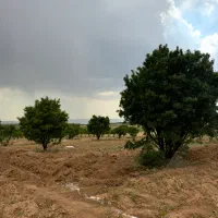 فروش-زمین-باغشری-کودیان
