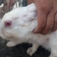 خرگوش|موش و خرگوش|بیرجند, |دیوار