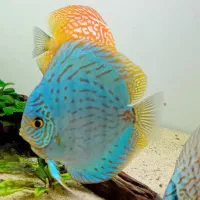 دیسکس ، آروانا ، پلنت