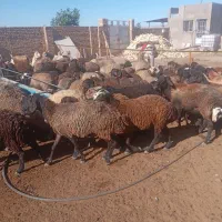 بره نروماده جفتی۴۴میلیون