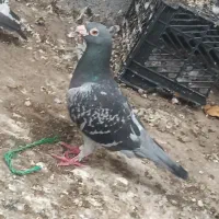 کبوتر د‌ورگ پلاکی|پرنده|اهواز, شهرک نفت|دیوار