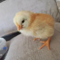 جوجه ۴۰روزه و ۲۰روزه فروشی