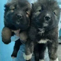 سگ قفقازی سگ ماستیف قفقازی غول پیکر|سگ|کرج, باغ سیب|دیوار