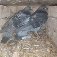 کبوتر چاهی|پرنده|علی‌آباد کتول, |دیوار