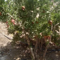 مشاوره باغبانی و درختکاری