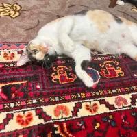 گربه ماده