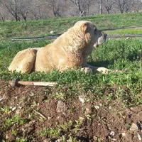 پژدر