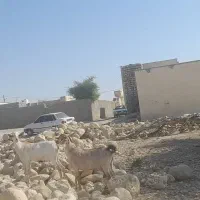 بز اشکالی کهره نر زیرش هیکلی و یدونه بز آبستن|حیوانات مزرعه|مهران (هرمزگان), |دیوار