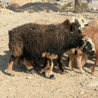 فروش 20 راس میش داشتی ابستن مایه کرده|حیوانات مزرعه|جره و بالاده, |دیوار