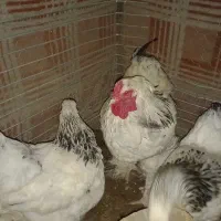 مرغ خروس برهمایی