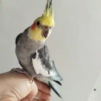 یک جفت عروس هلندی جوان و رام، نر سخنگو|پرنده|بندر انزلی, پاسداران|دیوار