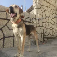 سگ پژدر