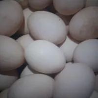تخم اردک محلی نطفه دار