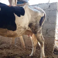 گاوه شیری.   3. عدد|حیوانات مزرعه|ایرانشهر, |دیوار