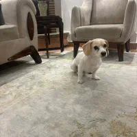 یک عدد شیتزو اشپیتز|سگ|تهران, تهرانپارس جنوبی|دیوار