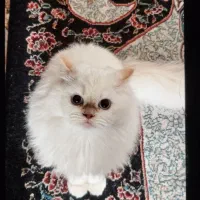 گربه پرشین چشم آبی