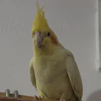 عروس هلندی نر و ماده