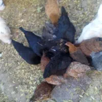 مرغ وجوجه|حیوانات مزرعه|فلاورجان, |دیوار