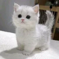 بچه گربه های اصیل و مهربون در اهواز|گربه|اهواز, کیانپارس |دیوار