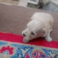 توله پاکوتاه|سگ|تهران, سعادتآباد|دیوار