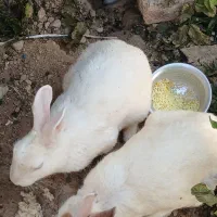 خرگوش۶عدد