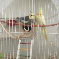 دوعدد عروس هلندی جفت لوتینو و گل باقالی|پرنده|اصفهان, فرودگاه شهید بهشتی|دیوار