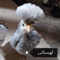 جوجه زینتی+ نژاد خاص و خالص|حیوانات مزرعه|قم, شاه ابراهیم|دیوار