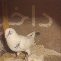 کفتر